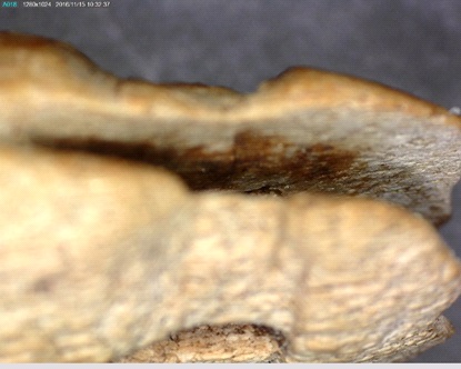 Figure 5: Harpoon head (SgFm 3:335) with possible iron oxide stains on blade bed.